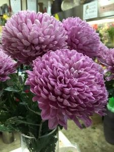 綺麗な色のおっきなマム！|「フローリスト山水花」　（大阪府大阪市生野区の花屋）のブログ