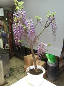 藤の木|「フローリスト山水花」　（大阪府大阪市生野区の花屋）のブログ
