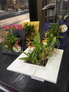 小さくて可愛らしい蘭「ディネマ　ポリプルポン」|「フローリスト山水花」　（大阪府大阪市生野区の花屋）のブログ
